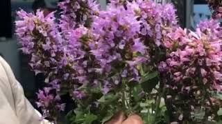 Plant Review Agastache POQUITO SERIES [upl. by Annmaria702]