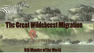 THE GREAT WILDEBEEST MIGRATION MASAI MARA KENYA 2023 CROSSING THE MARA RIVER [upl. by Suzanne]