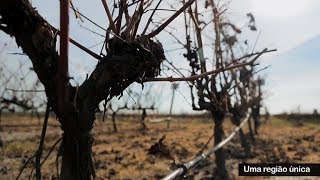 Jaime Quendera on the Setúbal Peninsula Wine Region [upl. by Arimahs]