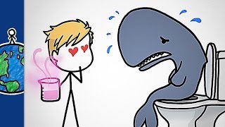 Ambergris Why Perfume Makers Love Constipated Whales [upl. by Etat]