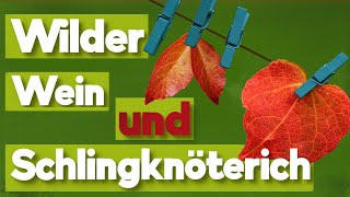 Kletterpflanzen Fassadenbegrünung mit wildem Wein und dem Schlingknöterich [upl. by Aicirtel]