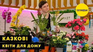 НЕЙМОВІРНІ КВІТИ  Голландська селекція  AgroMarketua [upl. by Kilian333]