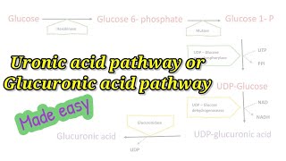 Uronic acid pathway made easy How to remember Glucuronic acid pathway easily biochemistry [upl. by Khalin]