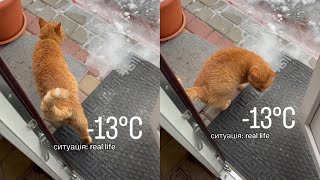 Cat Determined To Go Outside Instantly Regrets it [upl. by Aicenert]