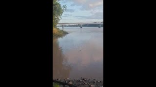 Bystanders Wowed as Crocodile Eats Dead Shark Right in Front of Them [upl. by Yenhpad937]