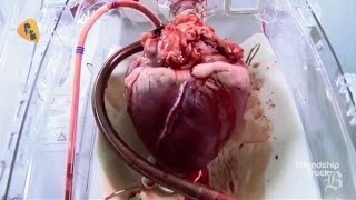 7 Amazing Facts You Dont Know About your Heart  3D Animation [upl. by Timotheus401]