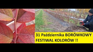 Borówka Dzień Przed 1 Listopada Piękny Festiwal Kolorów [upl. by Young301]