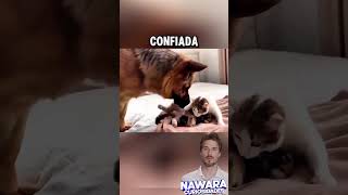 Gran pastor conoce a los hijos de su hermana gata [upl. by Kauslick]