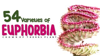 54 VARIETIES OF EUPHORBIA  CARE AND TIPS  HERB STORIES [upl. by Schaab268]