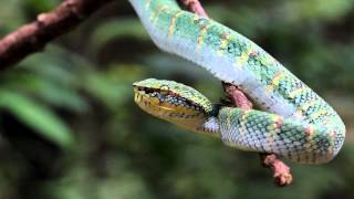 Waglers Pit Viper [upl. by Aserahs998]