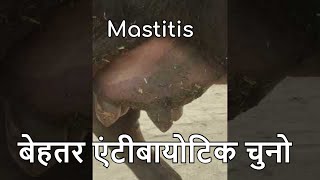 Choosing the Correct Antibiotic for Mastitis diagnosis of mastitis [upl. by Anomis632]