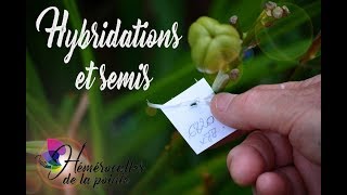 Hybridations et semis [upl. by Alves]