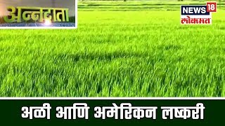 ANNADATA  Bond अळी आणि अमेरिकन लष्करी व्यवस्थापन  12 April 2019 [upl. by Kinom]