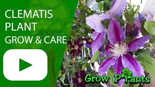 Clematis plant  grow amp care Leather flower [upl. by Caplan924]