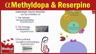 Pharmacology ANS 19 Adrenergic Neuron Blockers  Guanethidine  Reserpine  Alpha methyldopa [upl. by Erehpotsirhc]