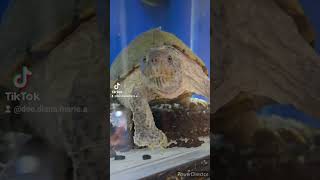 Meet The RazorBacked Musk Turtle  Tortuga Almizclera De Lomo De Navaja [upl. by Lilithe]