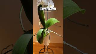 Can Orchid Plant survive in just water plantcare orchids plantlovers [upl. by Norvun922]