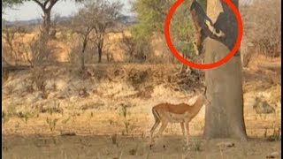 Leopard Jumps on Impala From Tree [upl. by Eachern]