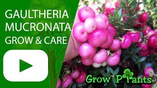 Gaultheria mucronata – grow care amp harvest Edible fruits [upl. by Mashe223]