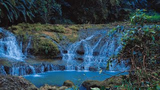 Symphony of Forest Birds Chirping Sound of Murmuring Stream Nature Sounds Calming ASMR [upl. by Merola183]