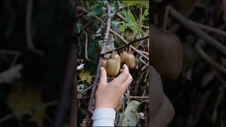 Beautiful Kiwi Fruit Farm  Rural Farmer Fruit Harvesting shorts ytshorts fruit [upl. by Enelrahc204]