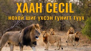 Cecil арслангийн түүх Гоё түүхүүд Arslan tuuh Goe tuuhuud mongol heleer kino Barimtat kino [upl. by Oigolue]