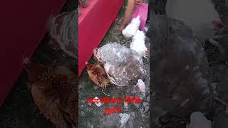 আমেরিকান সিল্কি মুরগি dushmankobimarkarnekatotka funny bird birds birdspecies আম vlog [upl. by Tronna]