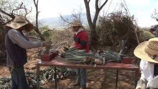 Campo Abierto  Establecimiento de una Plantación de Agave Tequilana Weber Variedad Azul [upl. by Aelahc]