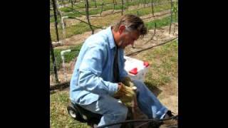 Grafting Grape Vines [upl. by Ingmar824]