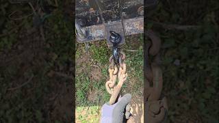 Is Rhino USA Clevis DRing Shackle REALLY Worth The MONEY [upl. by Winter]