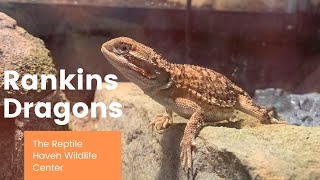 Rankin Dragons wThe Reptile Haven Wildlife Center [upl. by Aniretake]