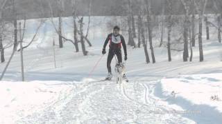 Husky dog and man athlete during skijoring competitions [upl. by Naerad]