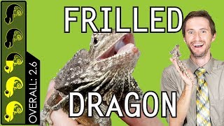 Frilled Dragon The Best Pet Lizard [upl. by Auberon]