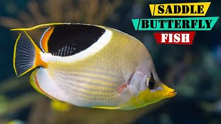 Saddle Butterflyfish  Everything You Need to Know About Saddle Butterflyfish [upl. by Naik]