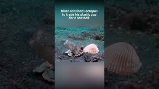 Diver convinces octopus to trade his plastic cup for a seashell [upl. by Adai]