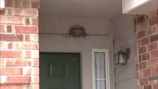 Bird Nest Above My Front Door [upl. by Aiykan]