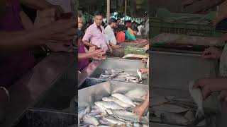 Hilsa Fish Auction At Chairman Ghat যেভাবে ইলিশের ডাক চলে fishingauction hilsha workingday fish [upl. by Crim222]