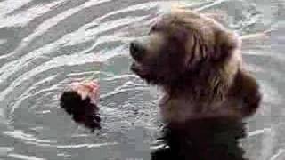 Brown bear eating salmon at Brooks Lodge Alaska [upl. by Downall]