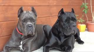 11 Facts You Need to Know Before Buying a Cane Corso [upl. by Sessler]