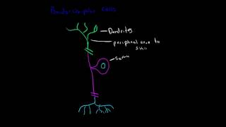 Anatomy of a Neuron PsuedoUnipolar Cells [upl. by Nirej]