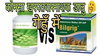 dupont algrip vs 2 4 D Amine 58 VS Metsulfuron 20 गेहूं में खरपतवार के लिए कौन सा स्प्रे करें [upl. by Andromeda939]