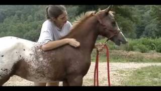 Half ArabianAppaloosa ColtThee Indian Outlaw ABC [upl. by Autumn]