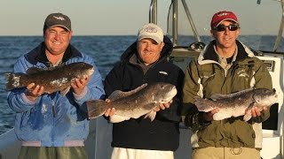 Blackfish Tautog Fishing Greenwich CT [upl. by Barris384]