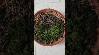 diy moss garden [upl. by Erodroeht]