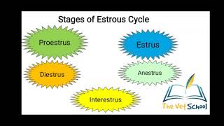 Estrous cycle of Cat An Introduction [upl. by Ketti]