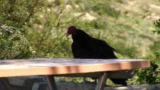 Turkey Vulture at the Carlsbad Caverns National Park [upl. by Atonsah]