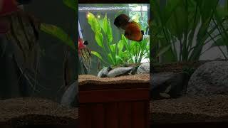 I love watching Discus and Altums interact [upl. by Nitaj]