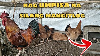 NAG UMPISA NG MANGITLOG ANG MGA KABIR HEN FREE RANGE CHICKEN [upl. by Htebzil]