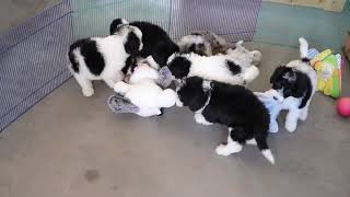 Bernedoodle Puppies Having Fun SD 480p [upl. by Murdocca739]