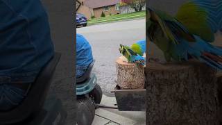 Tico the motorcycle riding parrot supervising birds parrot bird workout work grandpa macaw [upl. by Brownley297]